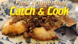 Triggerfish Catch and Cook!