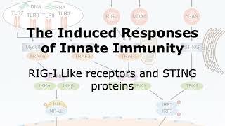 Induced Innate Immune Responses: RLR and STING proteins