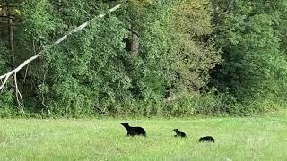 Black bears in the Cade's Cove Scenic Loop || Tennessee