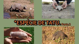 *veja essas 4 espécie de tatu,pouco conhecida.#curiosidades#yt#interessante