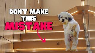 5 Dangerous Homes to Bring a Shih Tzu Into