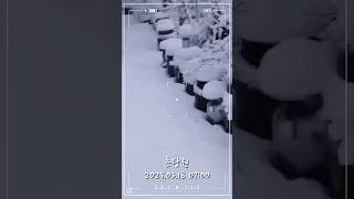 대설특보 초당원 #3월 폭설 #초당원