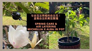 GS-44 盆栽白兰高压繁殖 (快速安全的方法！) 与白玉兰同框的白兰花 Spring care & air layering Michellia x alba in pot