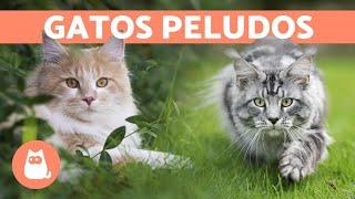 As 10 RAÇAS de GATOS mais PELUDOS 