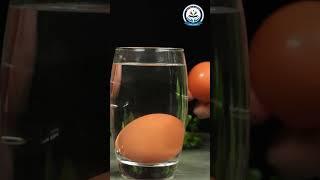 The Magical Floating Egg: A Buoyancy Experiment with Saltwater #ukpublicschool #ukps