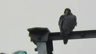 12/22/24 Peregrine Falcon Kent Wa 2519-164