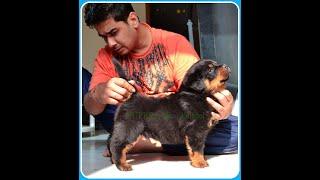 super pride kennel king size strong Rottweiler puppy