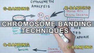 Chromosome Banding Techniques