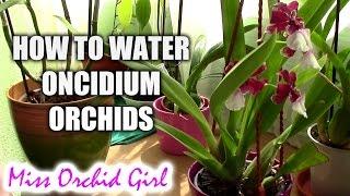 How to water Oncidium orchids - tips for a healthy orchid