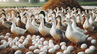 Amazing Duck Farming - How To Raise Egg-Laying Ducks Effectively