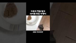 태어나서 습식 처음 먹어본 아깽이 반응