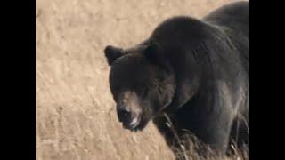 Richard Wilson's Fatal Grizzly Bear Attack