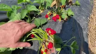 2.06.2022 Клубника  осенняя посадка по два саженца под клиенку и без клиенки эксперимент с буграми