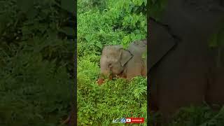 Cute asian baby tusker elephant eating alone near family at buxa tiger reserve | #shorts #817