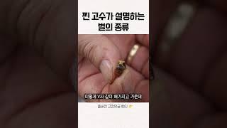 연매출 1억 양봉 고수가 설명하는 벌의 종류 #shorts