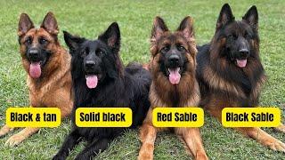 Exploring the Spectrum: 12 Different German Shepherd Coat Colors Unveiled