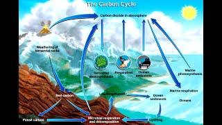 Module-1: Biogeochmical cycles-Carbon Cycle - 5 Sem B.Sc Microbiology-Environmental Microbiology