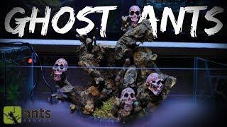 New SKULL ISLAND Ant Farm for Ghost Ants | Halloween Special Pt. 2