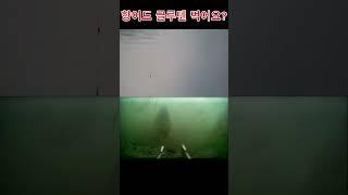 향어도 글루텐을 먹나요?? #fishing #떡밥 #낚시#향어낚시  #페리칸떡밥