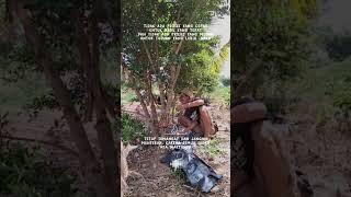 Proses awal cangkok pecah sisip bahan bonsai beringin kimeng #bonsaikimeng #cangkokpecahsisip