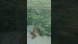 एक नंबर #song  #vairl video #entertainment #simpalRasoi#sushma,s vlog
