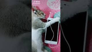 Upendra singh