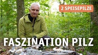 Pilze bestimmen – dein Einstieg in die Welt der Pilze