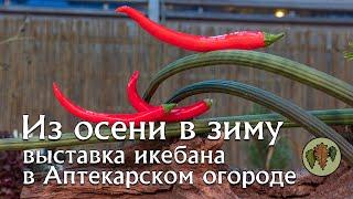 Из осени в зиму  -  выставка икебана в Аптекарском огороде @Studio.Bonsai