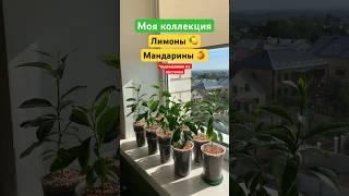 Выращиваю из косточек! #lemon#mandarin#изкосточки#рассада#уют#life#цветы#цветынаподоконнике