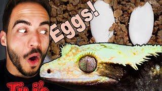 Breeding Crested Geckos, Everything you NEED to KNOW!