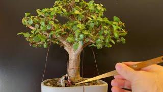 Late Fall Pruning of My Broomstyle Indoor Bonsai (Portulacaria Afra Dwarf Jade)