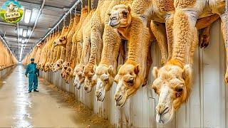 Technology for Camel Farming in Meat and Milk Production | Modern Camel Meat Processing