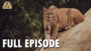 Wild America | Special E1 'The Predators' | Wild America Animal Channel