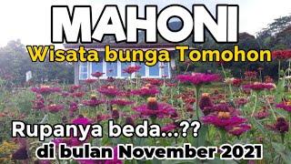 MAHONI TAMAN WISATA TOMOHON |Sulawesi Utara Manado Minahasa 2021