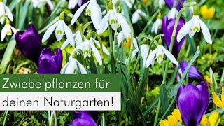 Zwiebelpflanzen im Naturgarten: Eine ökologische Bereicherung für Insekten?