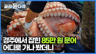 동해안에서만 자라는 50kg 대왕문어 잡히자마자 85만 원 낙찰! 어디론가 자꾸 끌려가는 문어 종착지는 어디일까｜한국기행｜#골라듄다큐