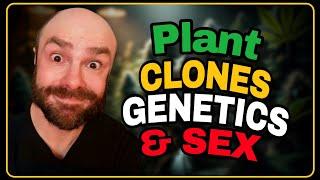 The Battle of Genetics: Cloning vs Pheno Hunting Cannabis