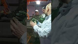 Намин у КРС #ветеринар #сельскоехозяйство #ферма #корова #животные #крс #хозяйство