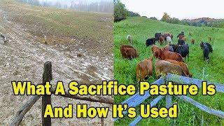 What A Sacrifice Pasture Is And How It's Used