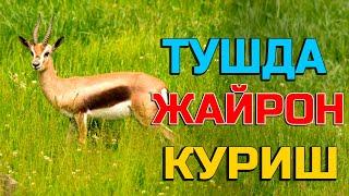 Туш табири - Тушда жайрон куриш