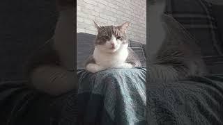 когда не покорила кота..#батон#котик#юмор#шортс#2025 .