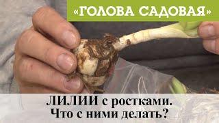 Голова садовая - ЛИЛИИ с ростками. Что с ними делать?