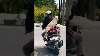 This Dog is a Passenger Princess ! Village Life in Sumatra