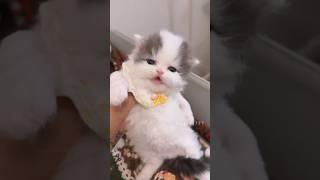 One Look and You’ll Fall in Love! #cute  #cat #kitten #meow  #funny