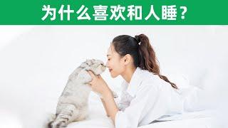 猫为什么喜欢跟人睡觉，难道猫咪不喜欢自己睡吗？