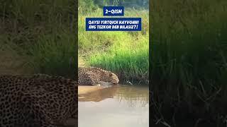 QAYSI YIRTQICH HAYVONDIENG TEZKOR DEB BILASIZ?
