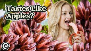 Would You Try a Red Banana?