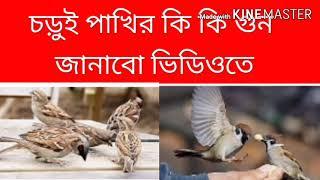 চড়ুই পাখির শত গুন জানতে ভিডিও দেখুন