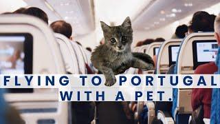 TRAVELLING WITH A PET TO PORTUGAL - Things you need to know when flying to Portugal. Ep 111