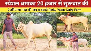 स्पेशल धमाका 20 हजार से सूरूवात की 9 हरियाणा नस्ल की गाय व बछड़ी , Rinku Yadav Dairy Farm ,